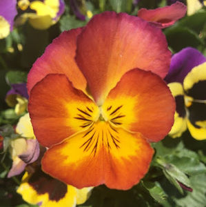 Meet your Posher, Ann